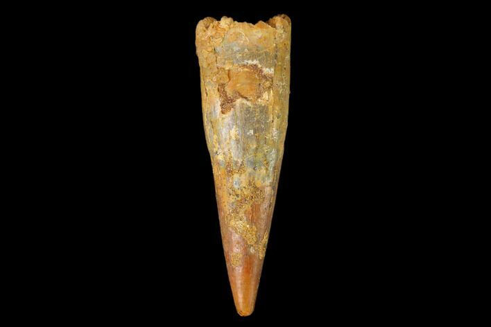 Fossil Pterosaur (Siroccopteryx) Tooth - Morocco #159102